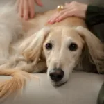 vitima-de-violencia-domestica-consegue-custodia-do-pet-no-divorcio,-em-inhumas