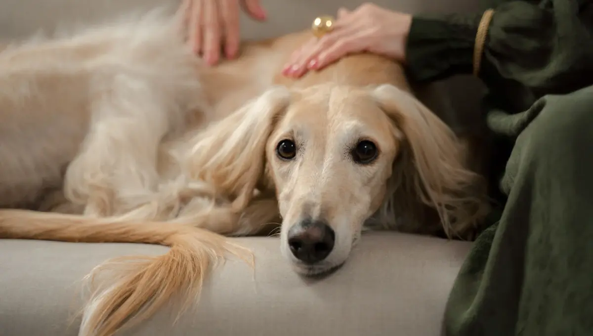 vitima-de-violencia-domestica-consegue-custodia-do-pet-no-divorcio,-em-inhumas