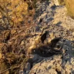 Dinosaur Footprints Discovered in Roraima, Brazil