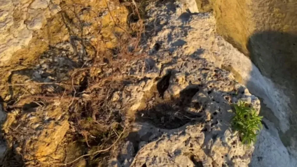 Dinosaur Footprints Discovered in Roraima, Brazil