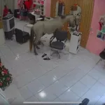Cavalo invade salão de beleza no Piauí e rouba a cena diante do espelho
