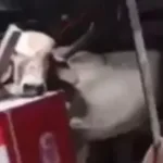 Cow Falls Through Bar Roof in Ceará, Injuring Employee