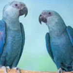 Endangered Recaptured Blue Macaws Test Positive for Deadly Virus