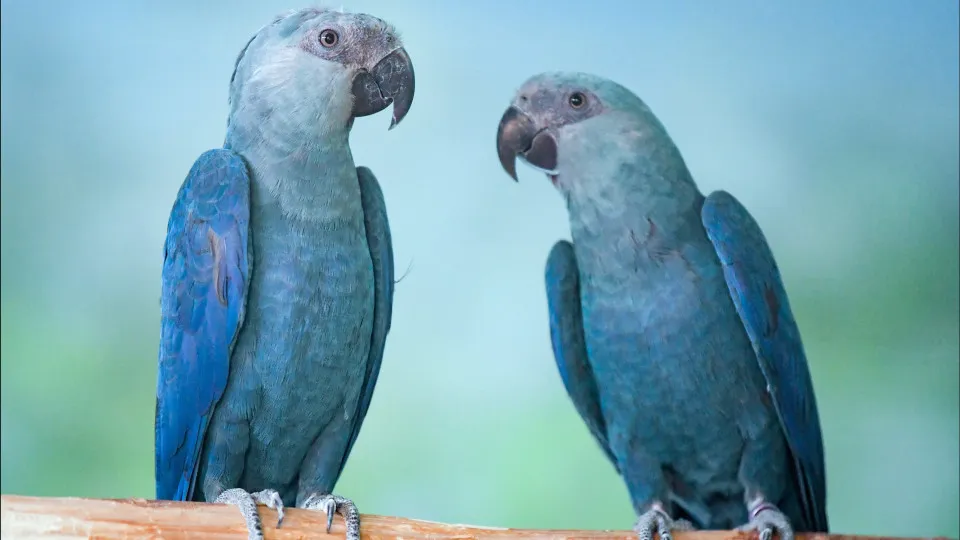 Endangered Recaptured Blue Macaws Test Positive for Deadly Virus