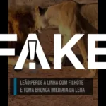 e-#fake-video-de-leoa-agredindo-leao-depois-que-ele-deu-‘tapa’-em-filhote;-cena-foi-criada-com-inteligencia-artificial
