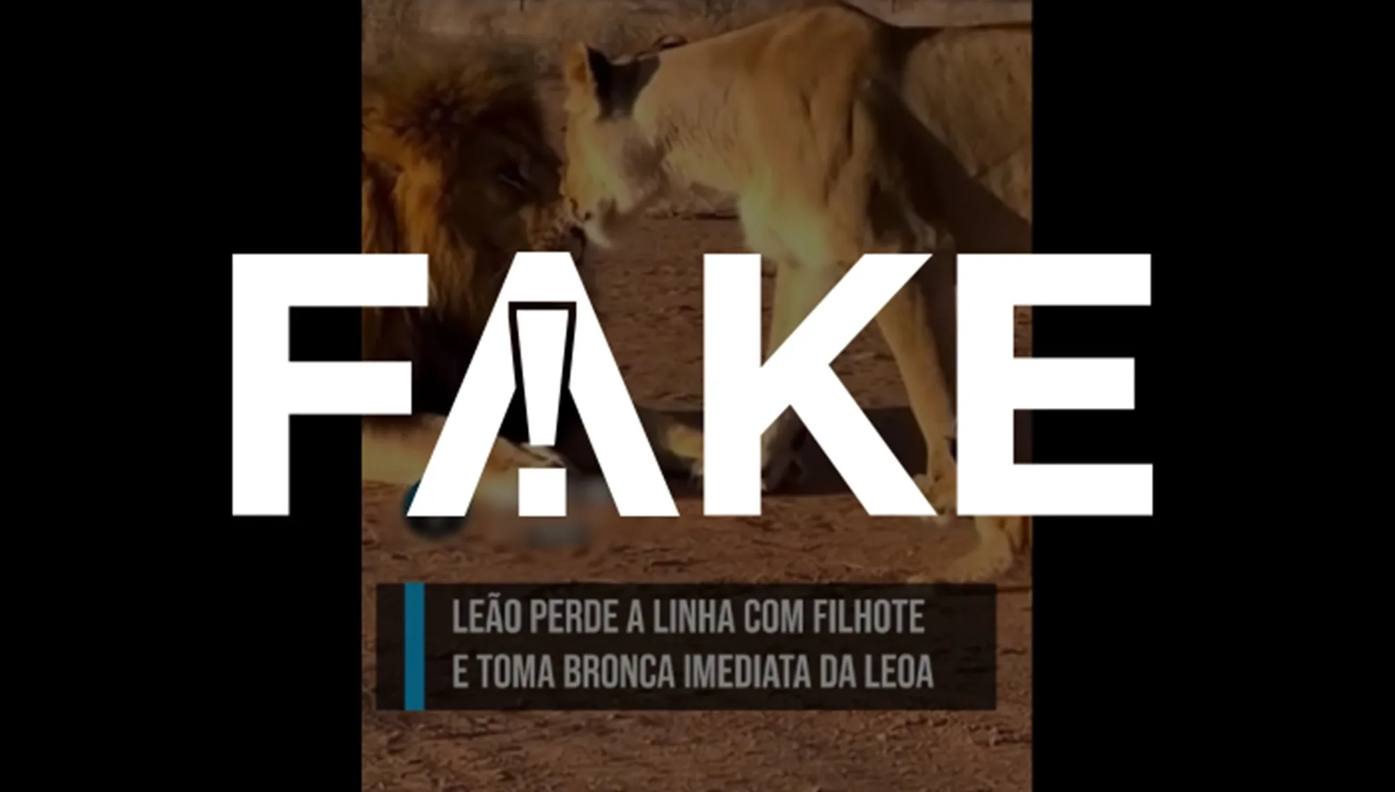 e-#fake-video-de-leoa-agredindo-leao-depois-que-ele-deu-‘tapa’-em-filhote;-cena-foi-criada-com-inteligencia-artificial