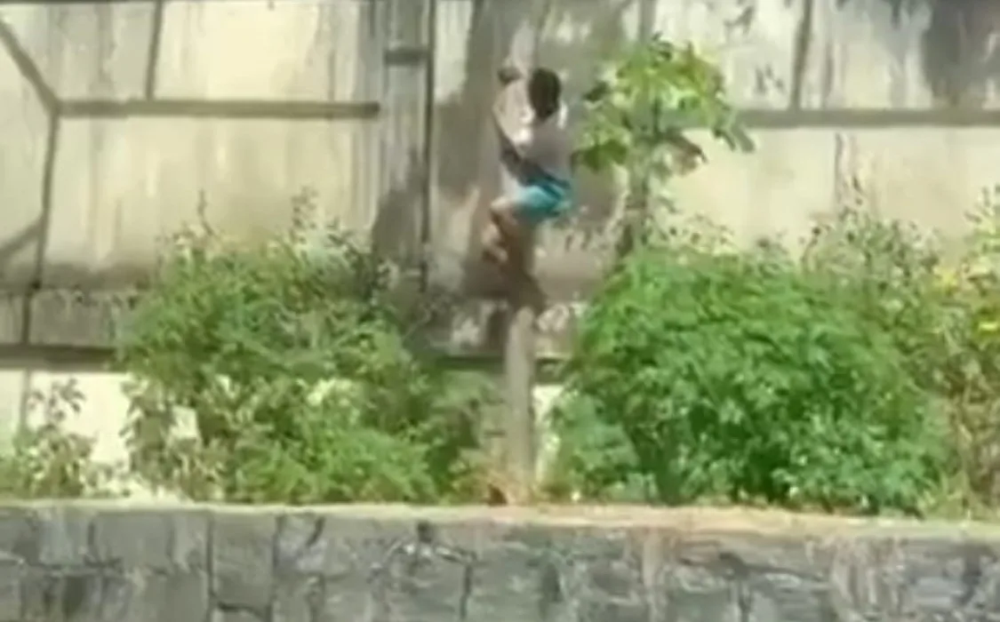 invasao-a-jaula-de-leoa-termina-em-morte:-laudo-aponta-mordida-fatal-no-pescoco-de-jovem-em-zoologico-paraibano