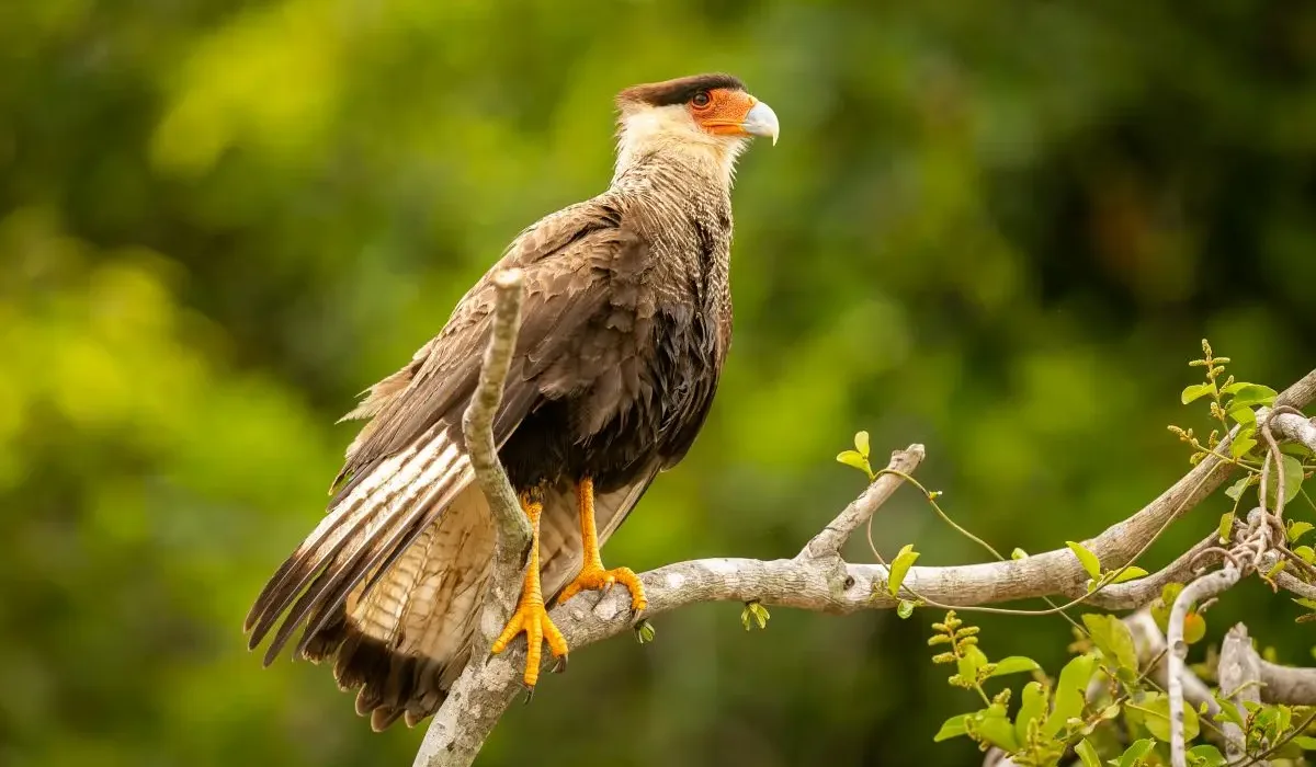 ave-do-cerrado-muda-de-cor-de-acordo-com-o-estado-emocional;-saiba-qual