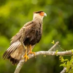 Homem é preso suspeito de agredir a mãe com facadas, em Ceres