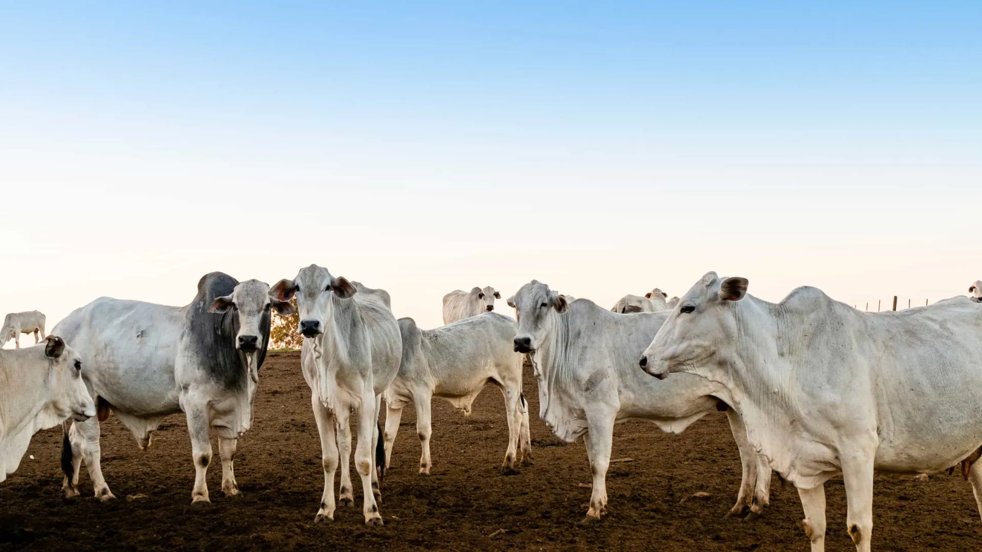 para-adia-para-2030-obrigacao-de-rastrear-gado-com-‘brinco’-em-cada-animal