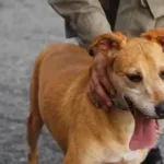 projeto-desenvolvido-pela-pm-promove-adestramento-e-adocao-de-caes-em-goiania