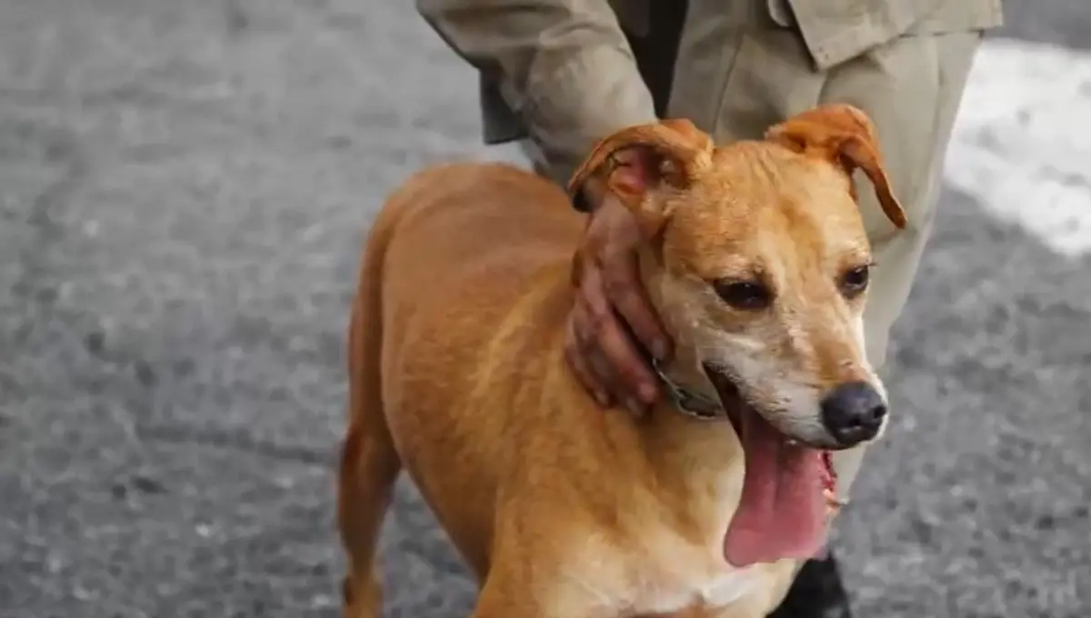projeto-desenvolvido-pela-pm-promove-adestramento-e-adocao-de-caes-em-goiania