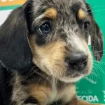 ultima-edicao-do-ano-da-feira-de-adocao-responsavel-de-animais-em-aparecida-acontece-neste-sabado