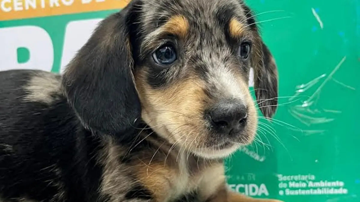 ultima-edicao-do-ano-da-feira-de-adocao-responsavel-de-animais-em-aparecida-acontece-neste-sabado