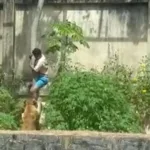 homem-morre-apos-invadir-espaco-de-leoa-e-ser-atacado-por-animal-em-parque-de-joao-pessoa