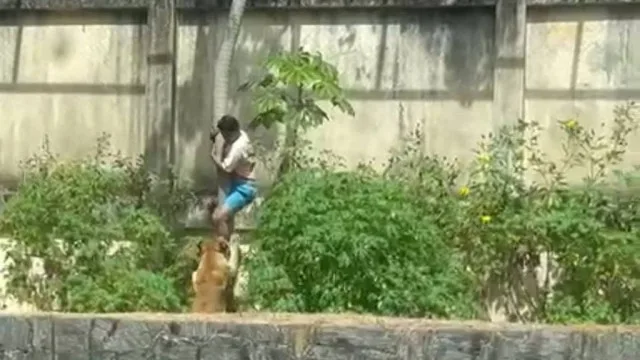 Gerson: Negligência, Transtornos Mentais e a Morte pela Leoa 1 Homem morre após invadir espaço de leoa e ser atacado por animal em parque de João Pessoa