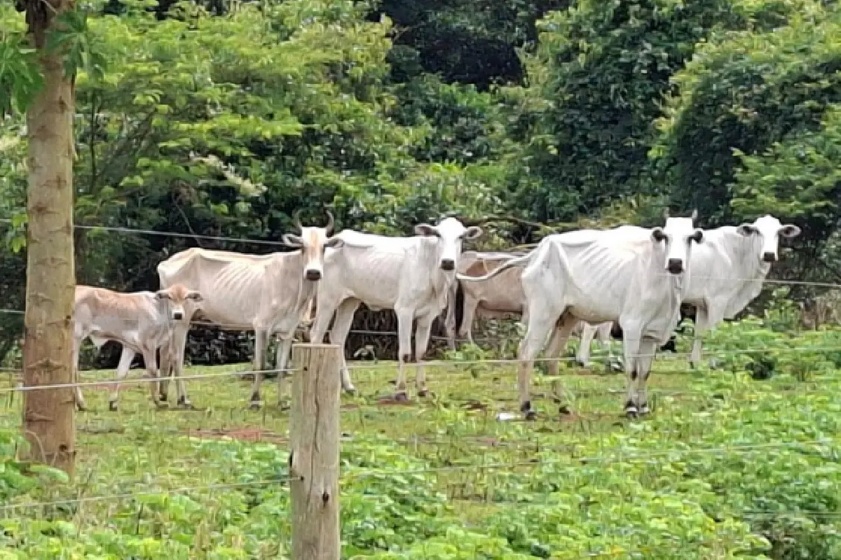 gado-em-estado-critico:-39-bovinos-abandonados-passam-fome-em-rio-verde