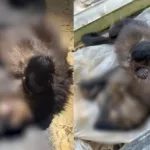 filhote-de-macaco-prego-“chora”-apos-mae-morrer-atropelada-no-es.-video