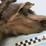 resto-de-intestino-de-lobo-pre-historico-revela-refeicao-de-gigante-glacial-–-cnn-brasil