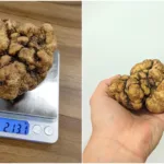 maior-trufa-da-historia-do-brasil-e-vendida-por-r$-2-mil