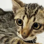 deu-match-com-meu-pet:-aparecida-recebe-feira-de-adocao-no-sabado-(17)