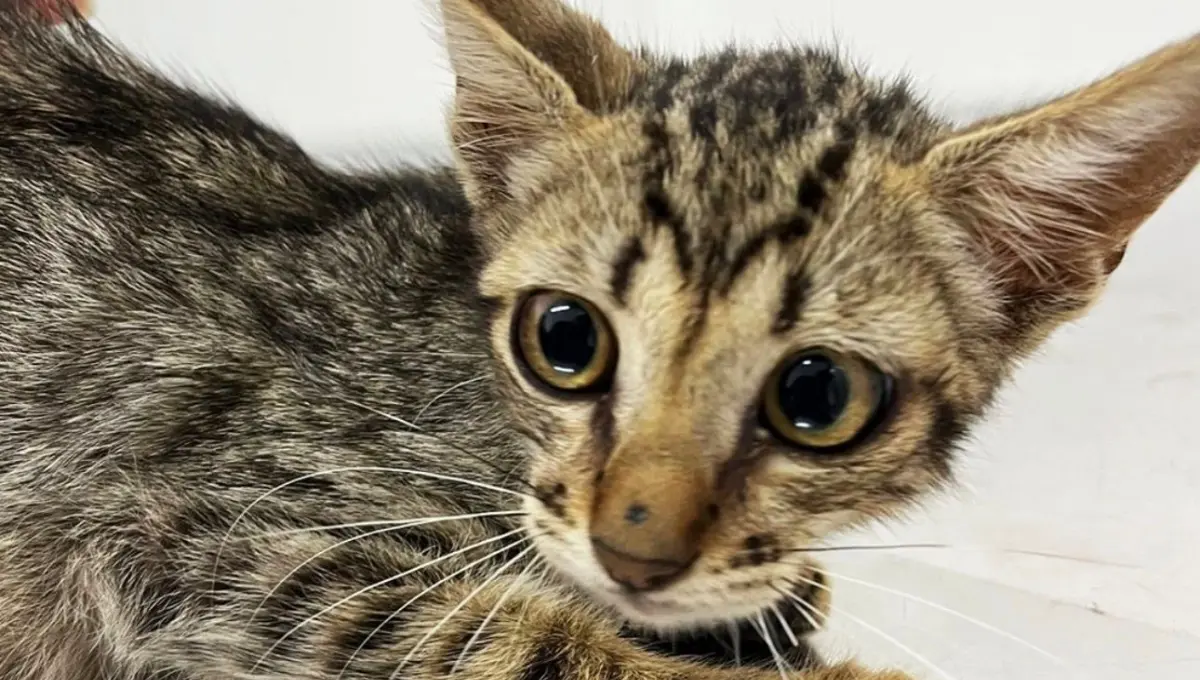 deu-match-com-meu-pet:-aparecida-recebe-feira-de-adocao-no-sabado-(17)