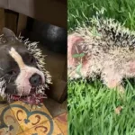 cachorro-fica-ferido-apos-ataque-de-ourico-cacheiro-em-uberlandia