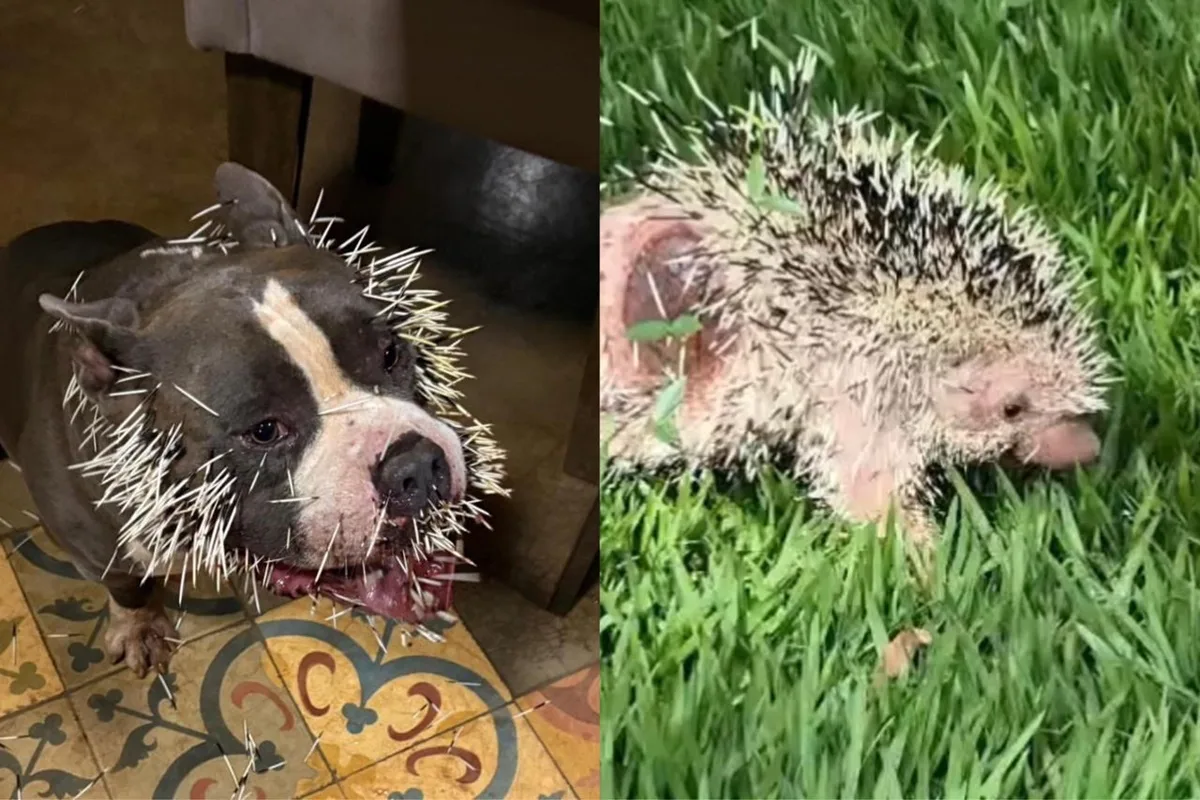 cachorro-fica-ferido-apos-ataque-de-ourico-cacheiro-em-uberlandia