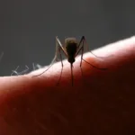 mosquitos-da-mata-atlantica-preferem-sangue-humano,-diz-estudo