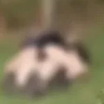 guardas-flagra-momento-intimo-de-casal-em-municipio-goiano-no-entorno-do-df