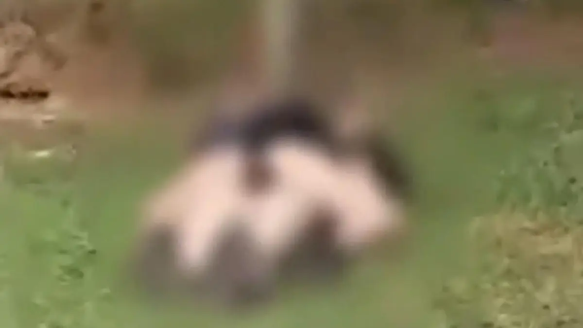 guardas-flagra-momento-intimo-de-casal-em-municipio-goiano-no-entorno-do-df