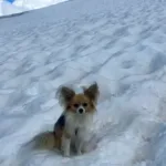 chihuahua-salva-vida-de-dono-em-geleira,-na-suica;-saiba-o-que-aconteceu