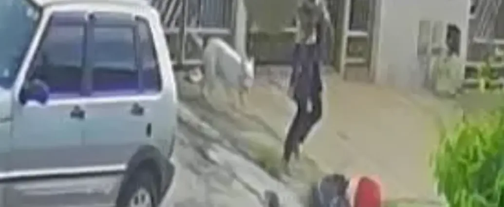 pitbull-escapa-de-casa-e-ataca-crianca-de-2-anos-no-jardim-guanabara,-em-goiania