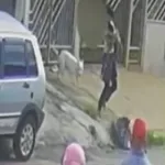 pitbull-escapa-de-casa-e-ataca-crianca-de-2-anos-no-jardim-guanabara,-em-goiania