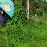 orelhoes-serao-retirados-em-definitivo-das-ruas;-veja-quantos-tem-em-goias