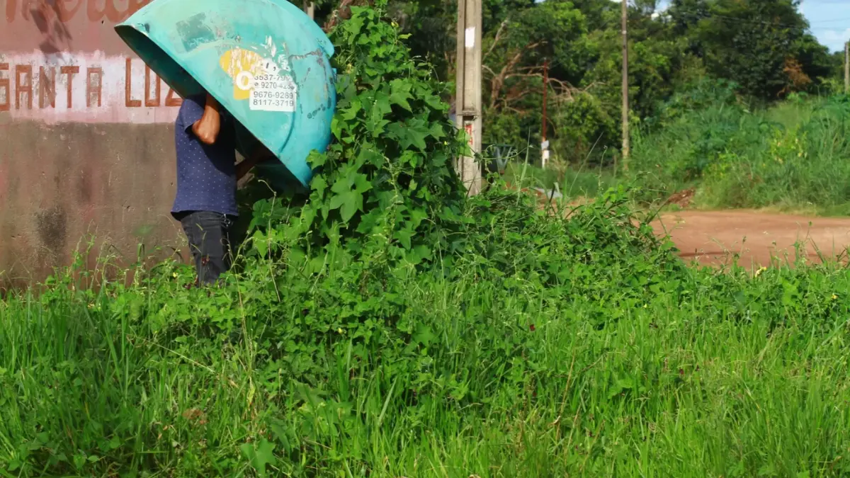orelhoes-serao-retirados-em-definitivo-das-ruas;-veja-quantos-tem-em-goias