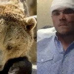 cacador-sobrevive-a-ataque-de-urso-de-180-kg-com-manobra-inusitada;-saiba-qual