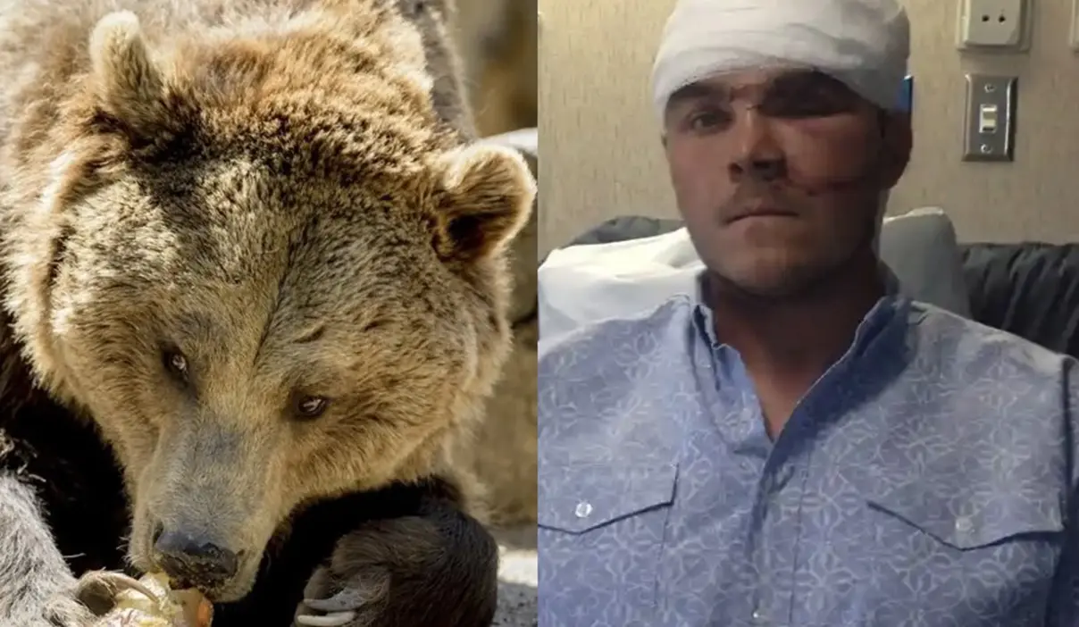 cacador-sobrevive-a-ataque-de-urso-de-180-kg-com-manobra-inusitada;-saiba-qual