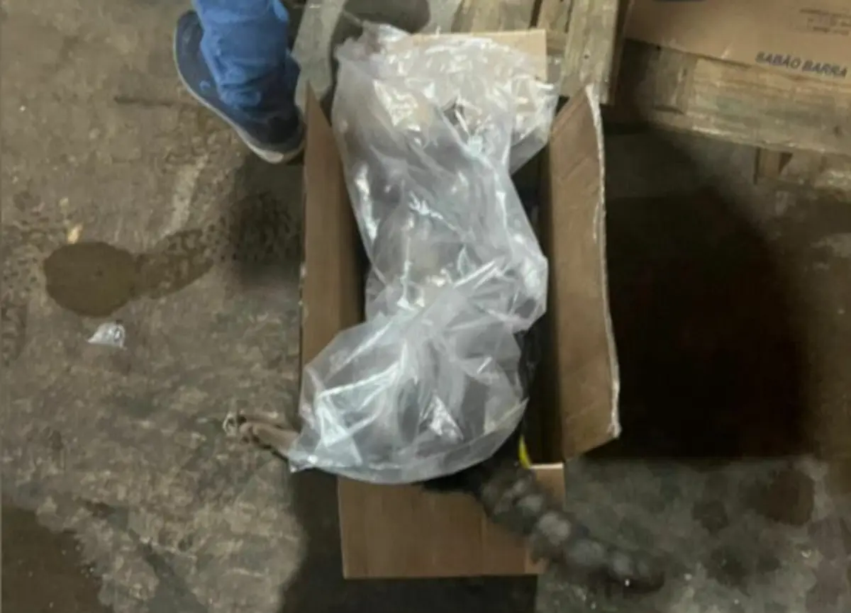 gerente-de-supermercado-contrata-empresa-para-envenenar-gatos-em-mineiros