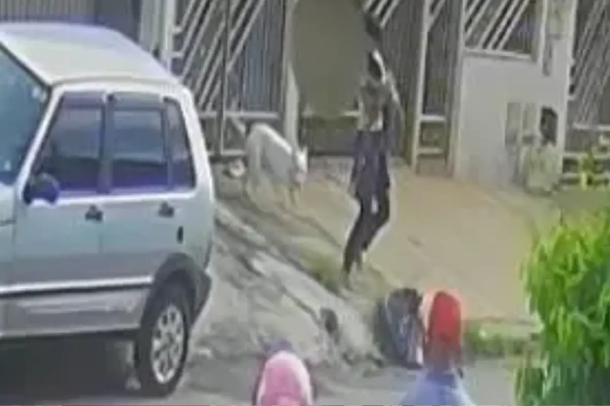 pitbull-tambem-atacou-cachorro-apos-ferir-crianca-em-goiania