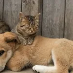 veja-quanto-custa-o-servico-de-recolhimento-de-corpos-de-pets-mortos-em-goiania