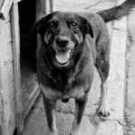 morte-do-cao-orelha:-suspeitos-teriam-tentado-afogar-outro-cachorro.-video