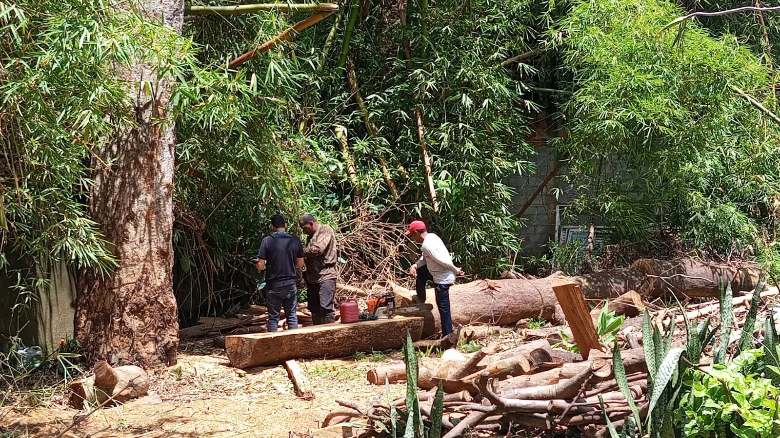 apos-denuncia,-prefeitura-multa-responsavel-por-retirada-irregular-de-arvores-no-setor-bueno