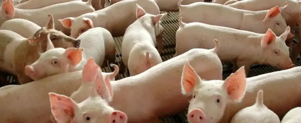 pos-retracao,-suinocultura-goiana-recupera-resultados-e-mira-mercado-externo