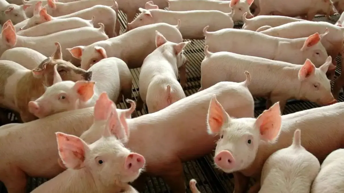 pos-retracao,-suinocultura-goiana-recupera-resultados-e-mira-mercado-externo