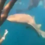 surfista-e-mordida-por-tubarao-durante-mergulho-em-fernando-de-noronha