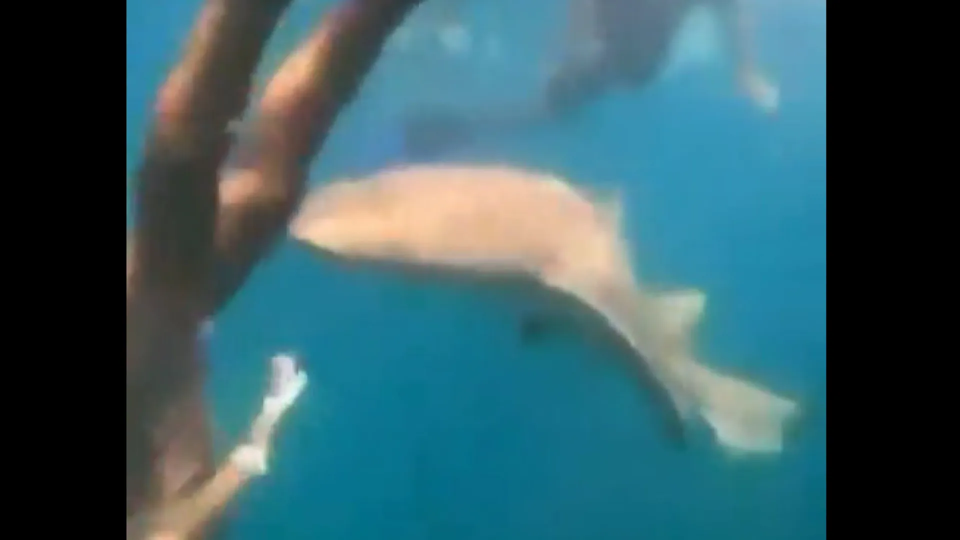 surfista-e-mordida-por-tubarao-durante-mergulho-em-fernando-de-noronha