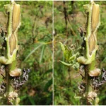 amapa-cria-forca-tarefa-contra-vassoura-de-bruxa-da-mandioca.-entenda