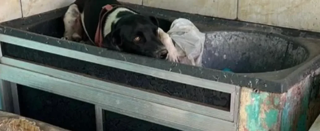 mulher-e-presa-apos-abandonar-cachorro-em-casa-vazia-e-sem-comida-em-valparaiso-de-goias