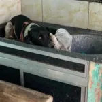 mulher-e-presa-apos-abandonar-cachorro-em-casa-vazia-e-sem-comida-em-valparaiso-de-goias